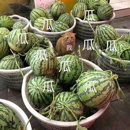 娱乐都是吃瓜,瓜田里的欢乐与秘密 第3张 娱乐都是吃瓜,瓜田里的欢乐与秘密 第3张