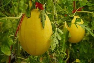 2021吃瓜群 第3张 2021吃瓜群 第3张