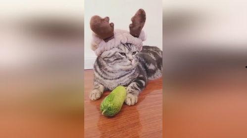 娱乐吃瓜小小鱼 第2张 娱乐吃瓜小小鱼 第2张